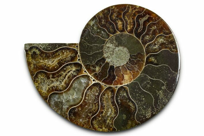Cut & Polished Ammonite Fossil (Half) - Madagascar #377601